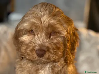 Cockapoo dogs Quality Cockapoo Puppies - Ready Now - Advert 16