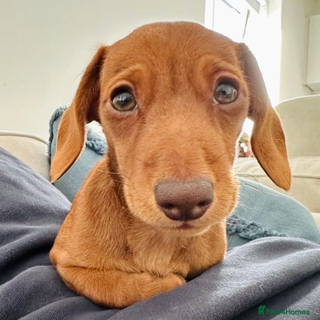 Miniature Dachshund dogs - Advert 1