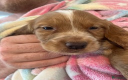 Cocker Spaniel dogs for sale: Working Cocker spaniel puppies - Image 9
