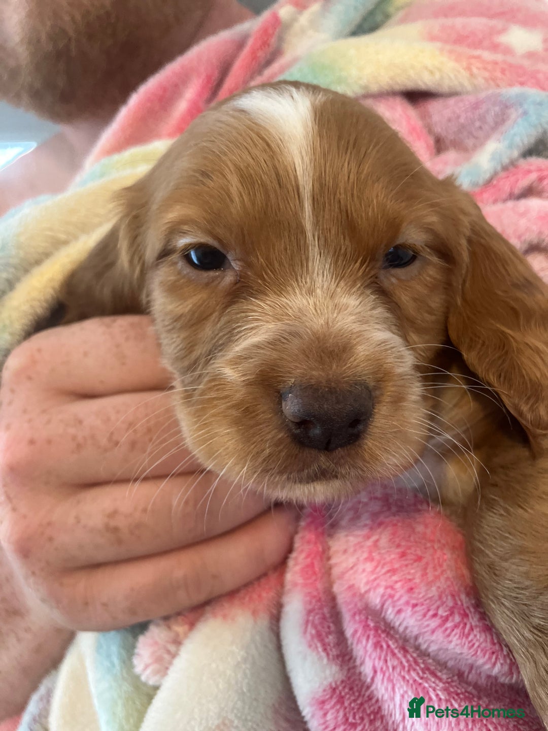 Cocker Spaniel dogs for sale: Working Cocker spaniel puppies - Image 9