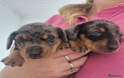 Miniature Dachshund dogs for sale: Stunning KC Health Tested Miniature Dachshunds - Image 17