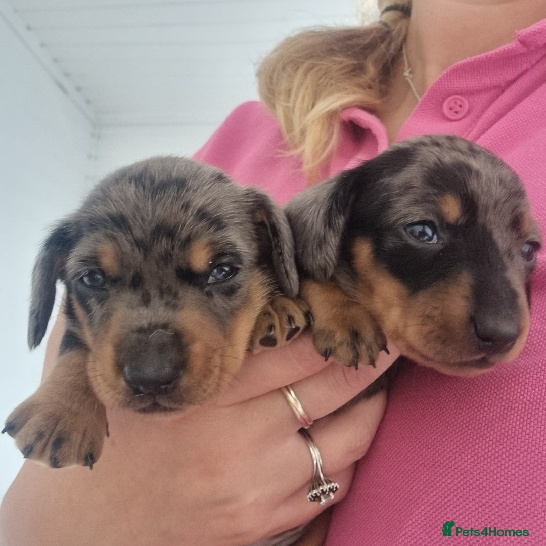 Miniature Dachshund dogs for sale: Stunning KC Health Tested Miniature Dachshunds - Image 17