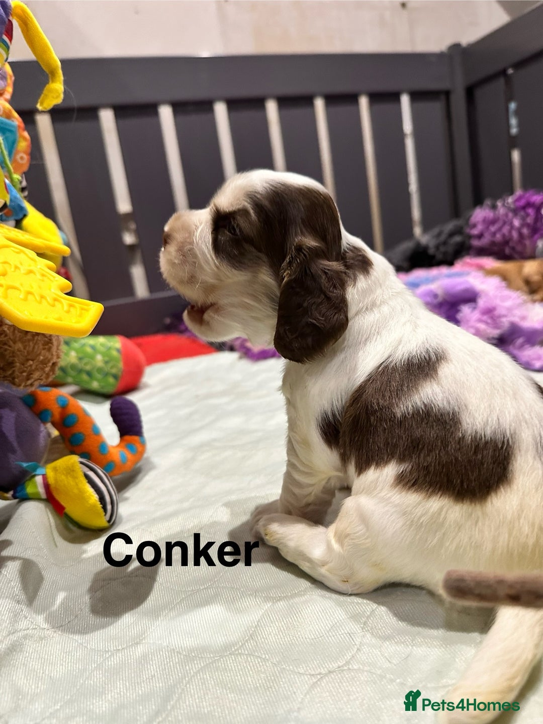 Cocker Spaniel dogs for sale: KC Sable Show Cocker Spaniels  - Image 13