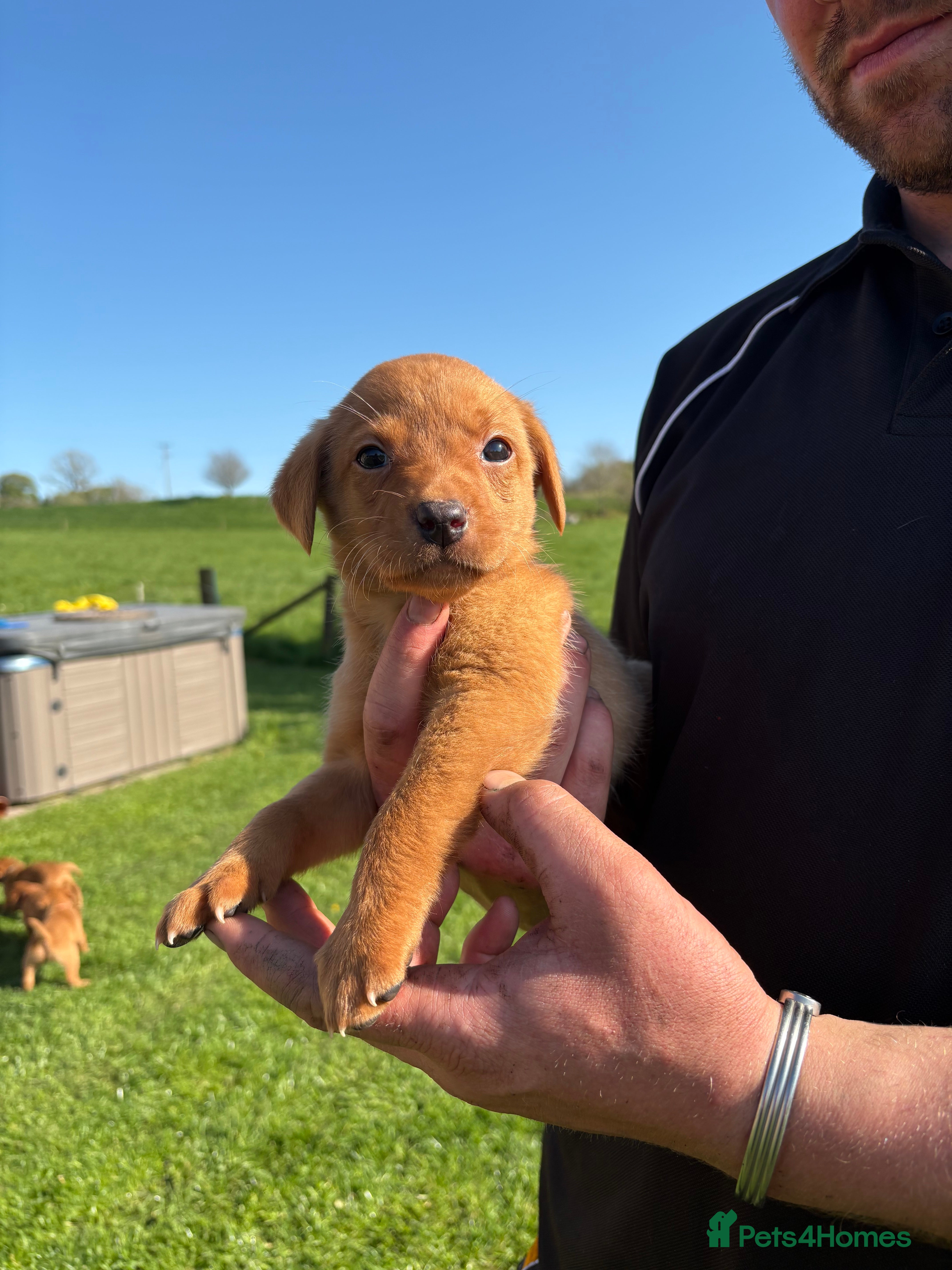 Labrador Retriever dogs Gorgeous Fox Red Labrador Puppies - Advert 2