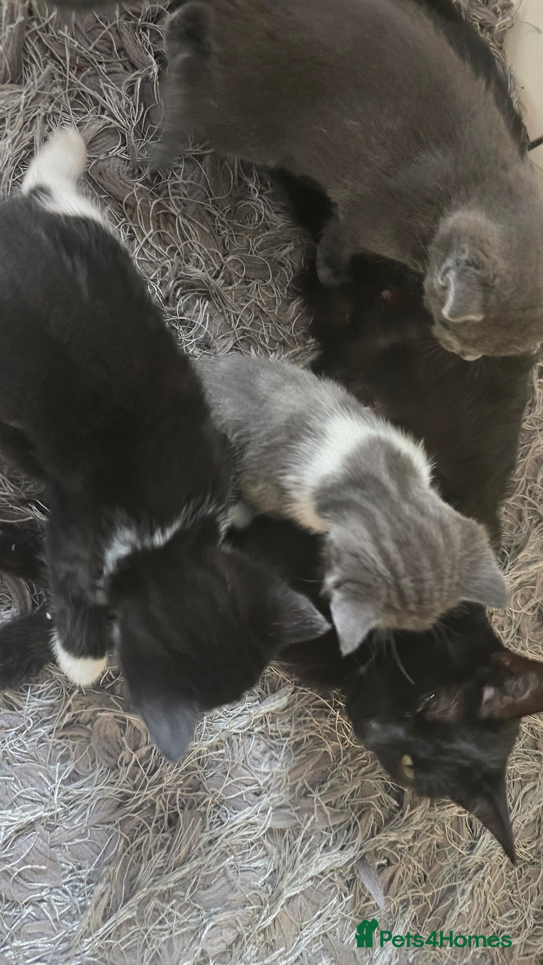 European cats for sale: beautiful kittens - Image 6