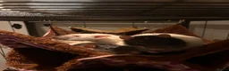 Rat rodents for sale: group of 4 friendly rats (cage+everything incl) - Advert 21