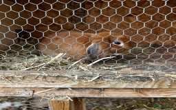 Mixed Breed rabbits for sale: Indoor Floppy Eared Bunnies - Image 7