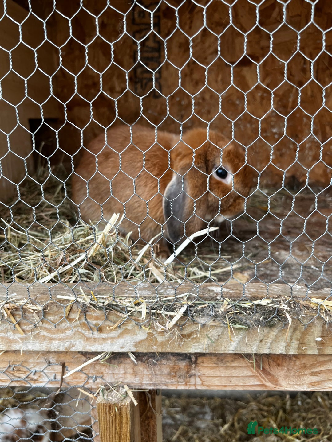 Mixed Breed rabbits for sale: Indoor Floppy Eared Bunnies - Image 7