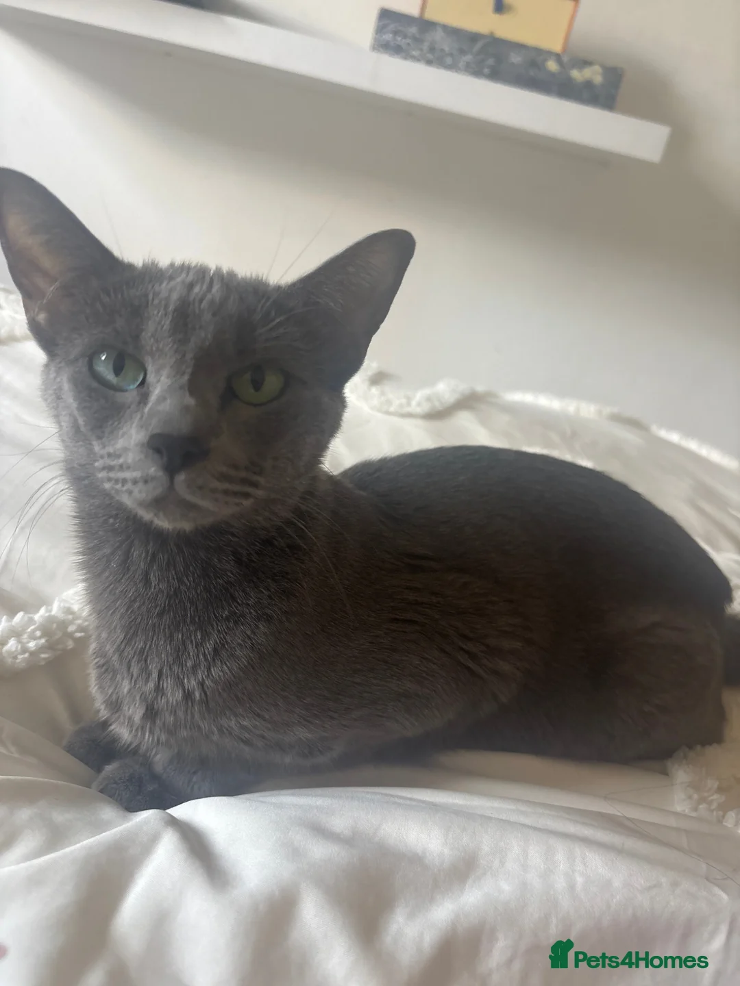 Russian Blue cats for sale: 4 Russian blue X kittens - Advert 4
