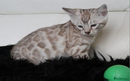 Bengal cats for sale: Gorgeous Bengal kittens - Image 9