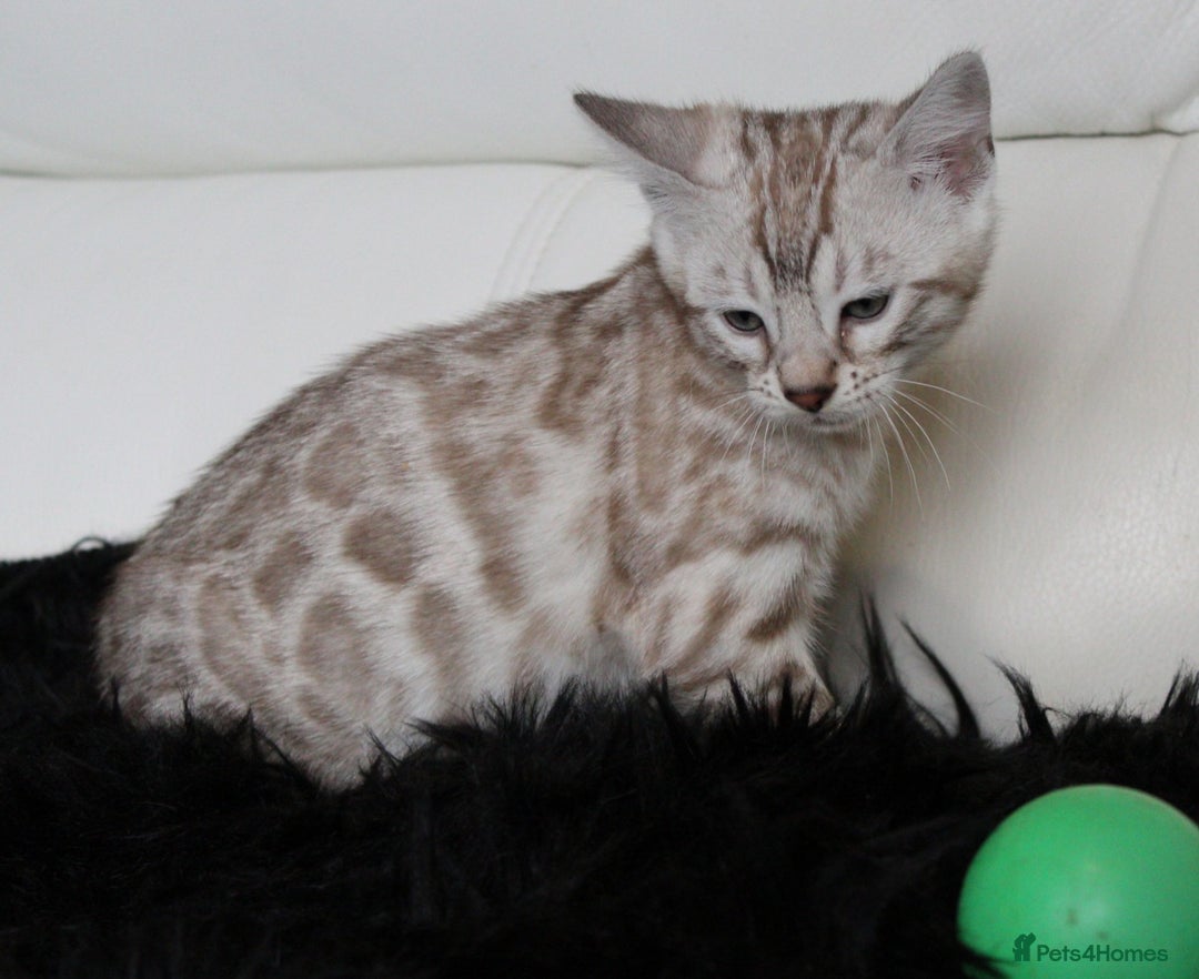 Bengal cats for sale: Gorgeous Bengal kittens - Image 9