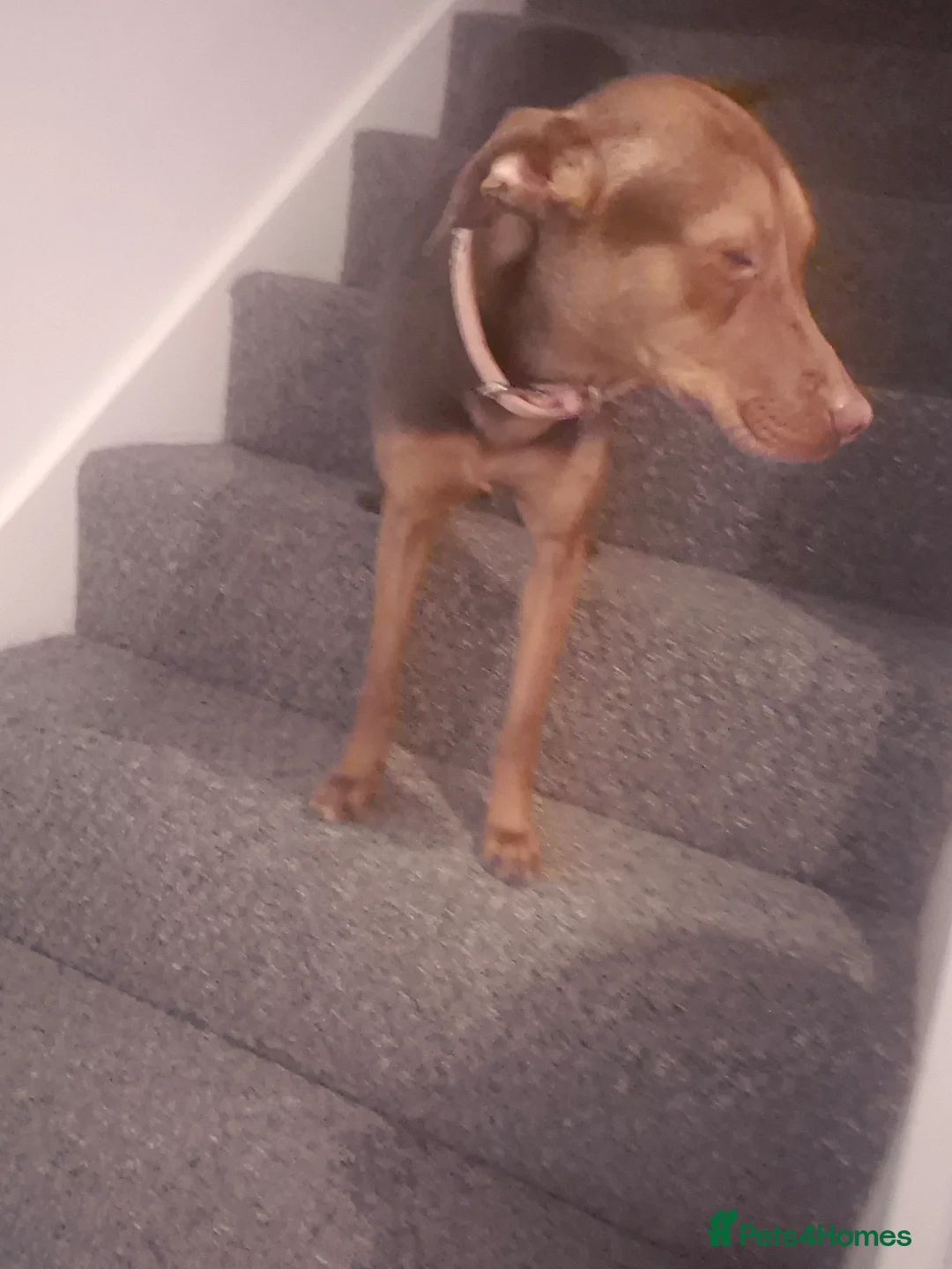 Mixed Breed dogs for sale: 1 year old Ava needs loving home  in Croydon - Advert 3