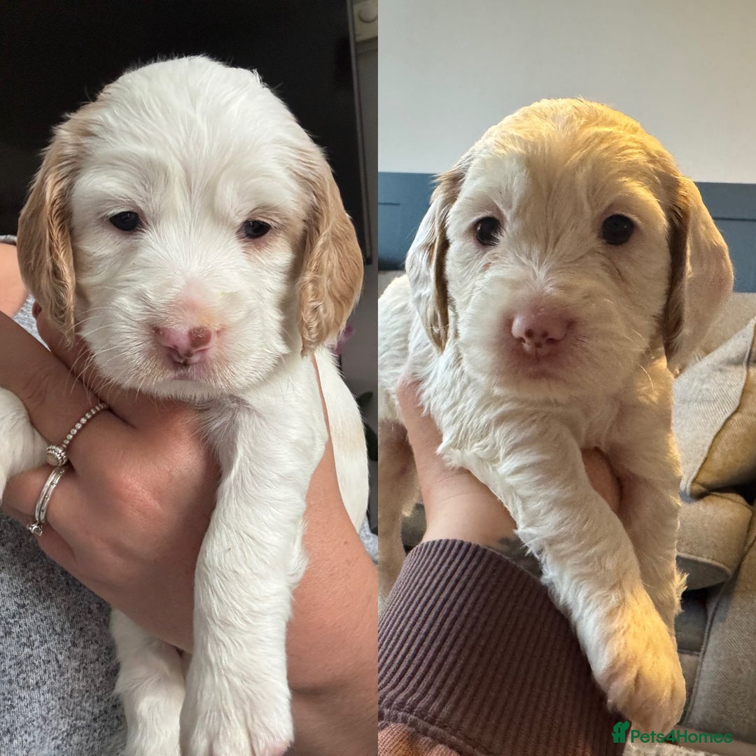 Cockapoo dogs for sale: Two gorgeous F2b Cockapoo girls left  - Advert 11