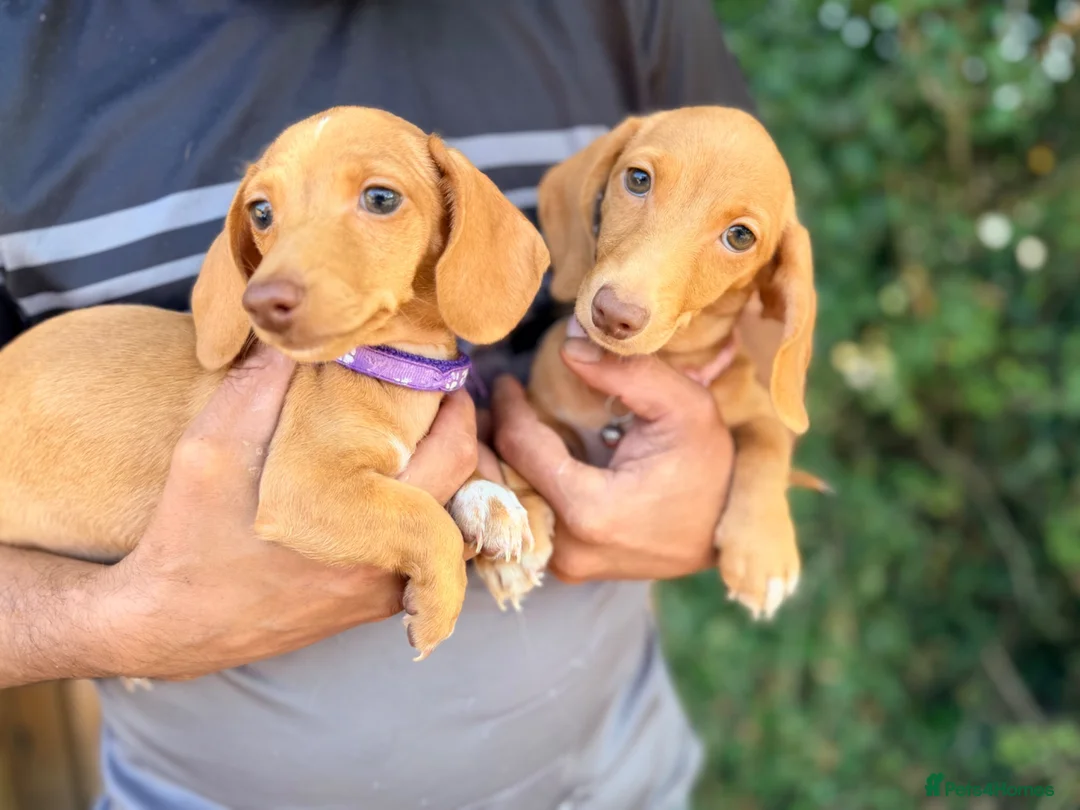 Miniature Dachshund dogs for sale:  💖  Lola 💖 - Advert 2