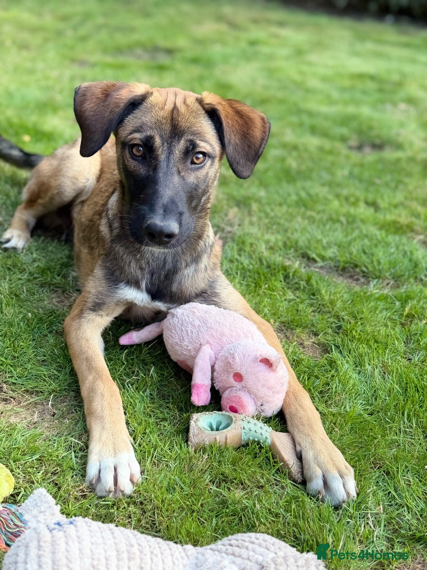 Mixed Breed dogs Adopt Hector 7 months old in foster in Hampshire - Advert 1