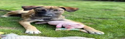 Mixed Breed dogs for sale: Adopt Hector 7 month old in foster in Hampshire - Advert 1