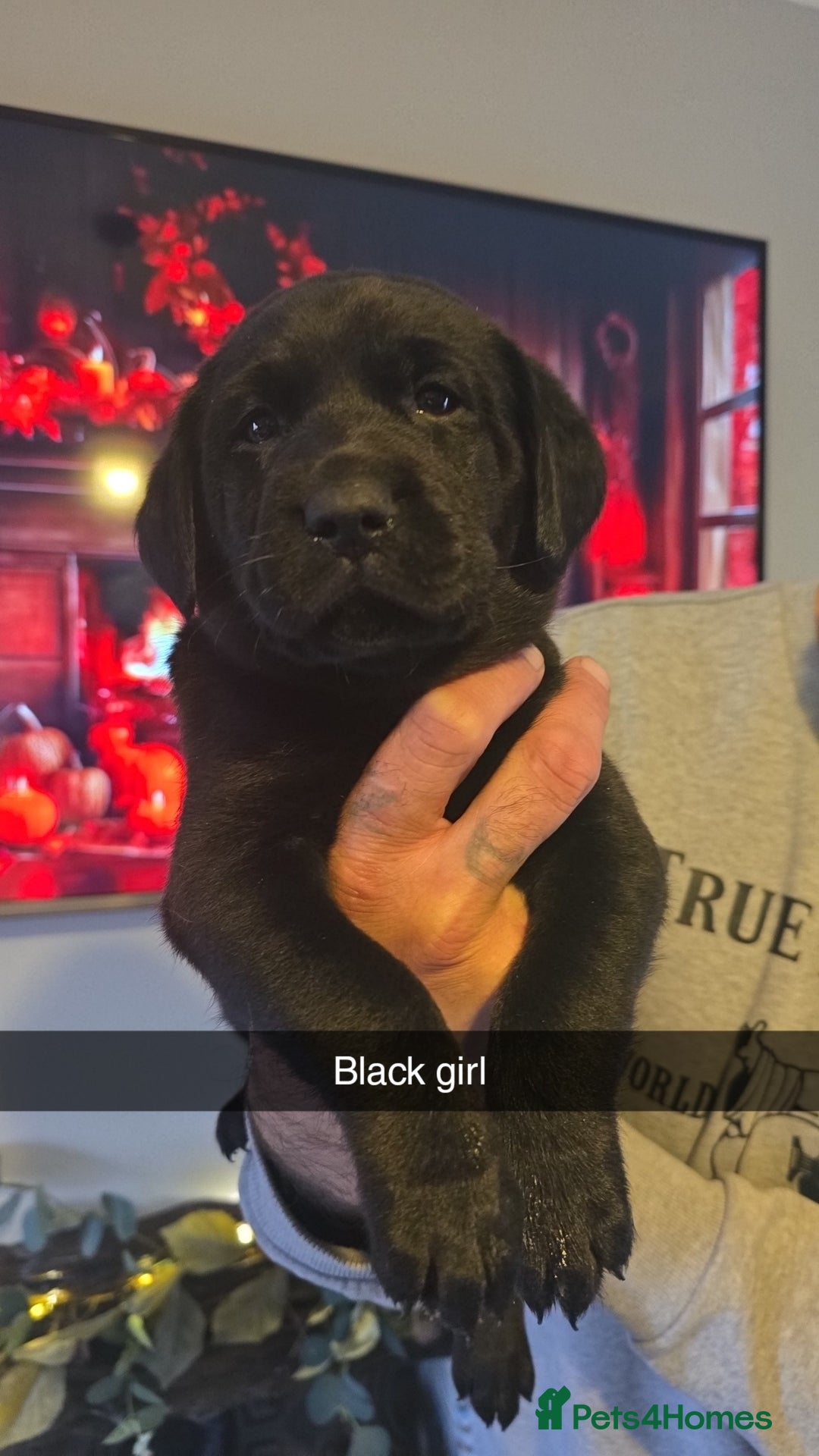 Labrador Retriever dogs for sale: Chunky labradors puppies - Image 9