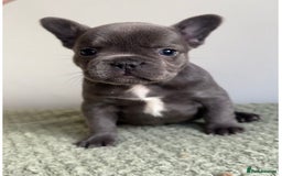 French Bulldog dogs for sale: Gorgeous litter of 4 blue French bulldogs - Advert 12