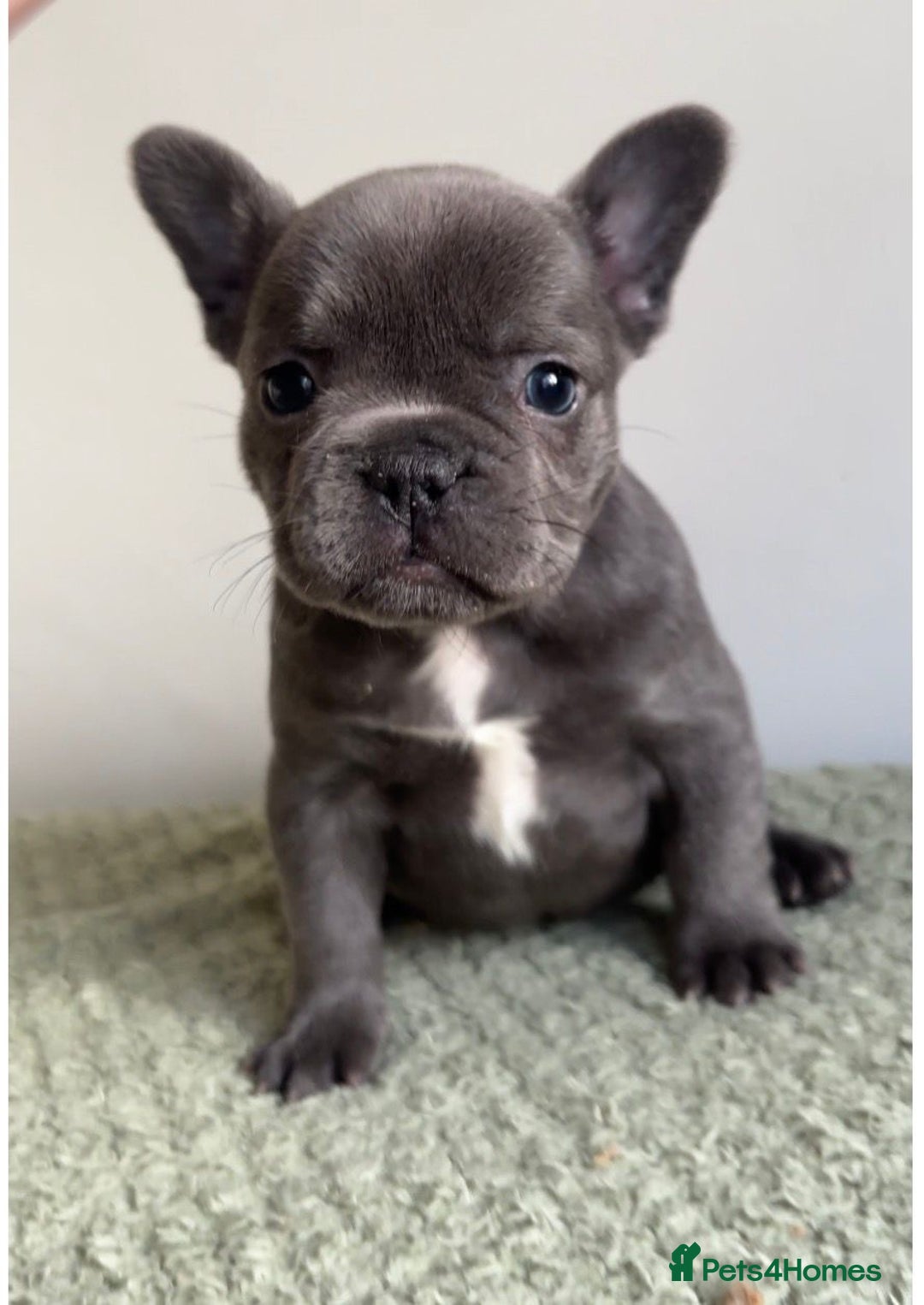 French Bulldog dogs for sale: Gorgeous litter of 4 blue French bulldogs - Advert 12