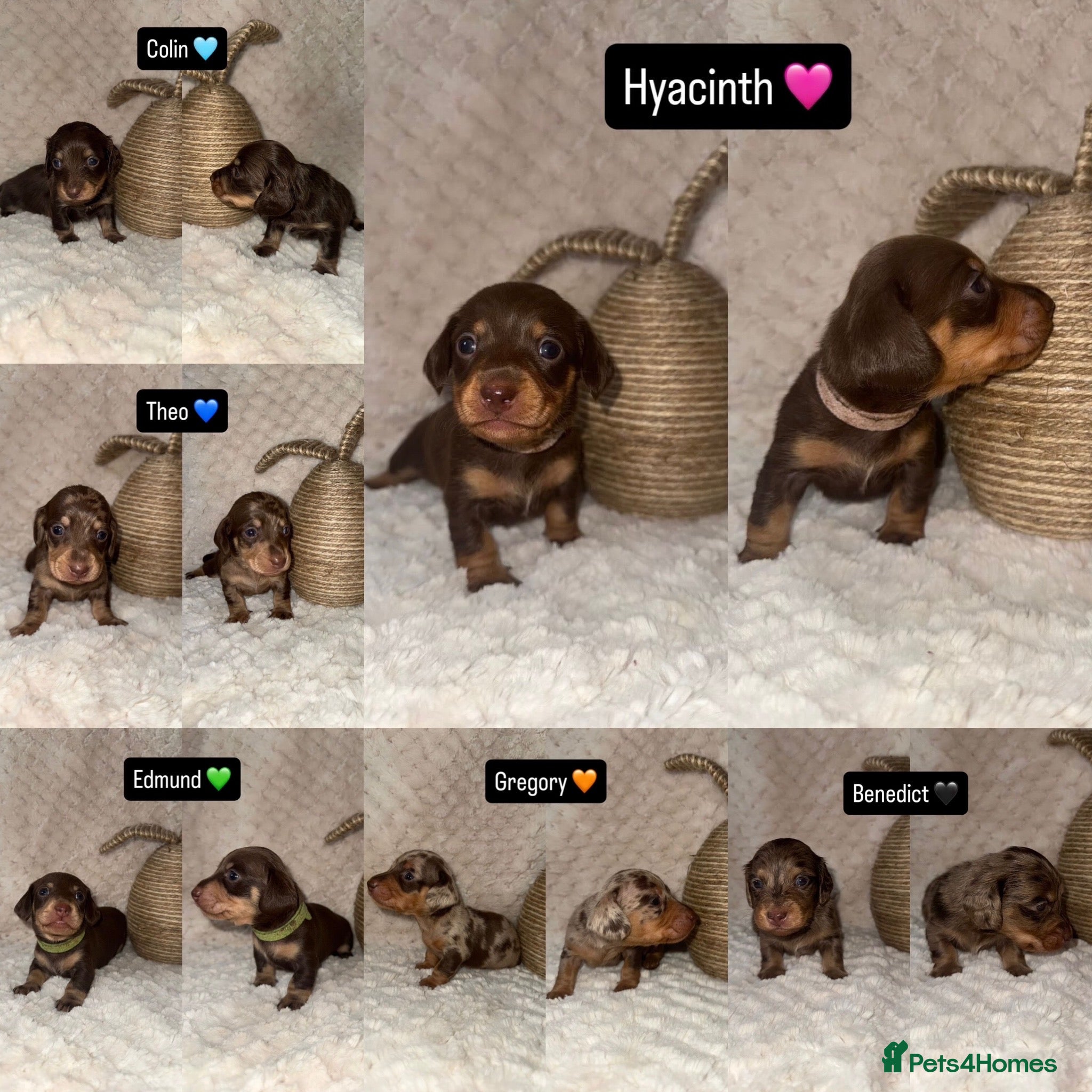 Miniature Dachshund dogs KC Miniature Dachshunds - PRA, DM and OI Clear - Advert 10