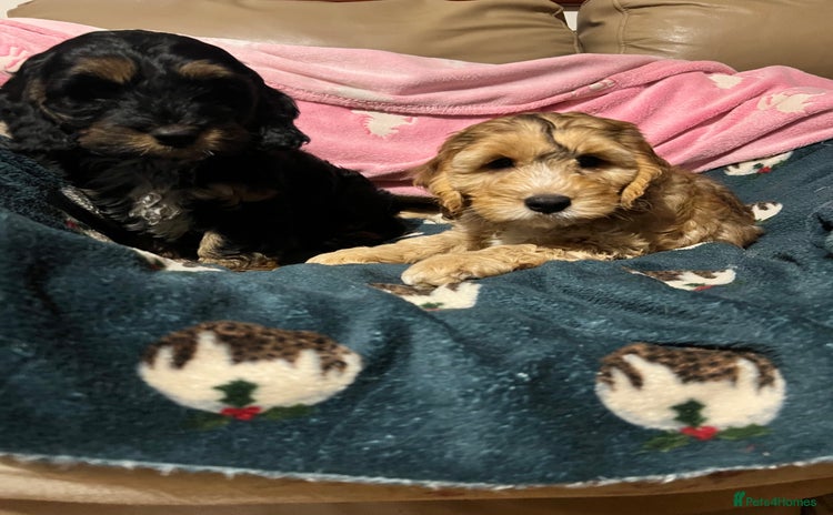 Cockapoo dogs - Advert 1