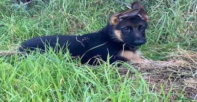 German Shepherd dogs - Advert 10
