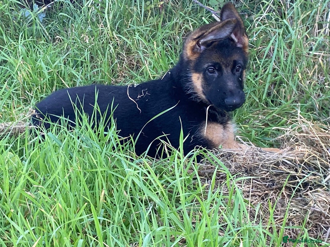 German Shepherd dogs for sale: 25 years experience breeding German Shepherds  - Image 18