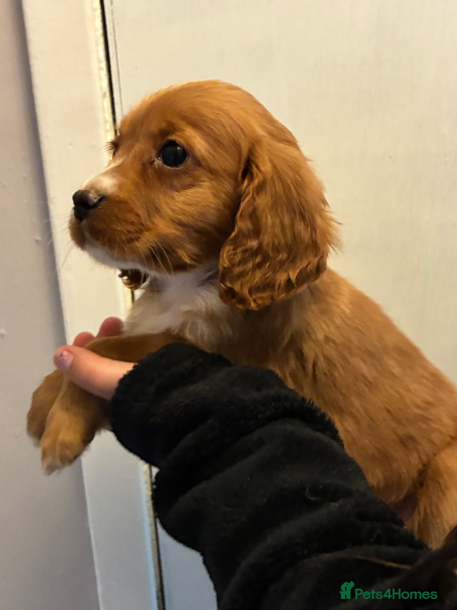 Cocker Spaniel dogs Ready now red cocker spaniel boys - Advert 2