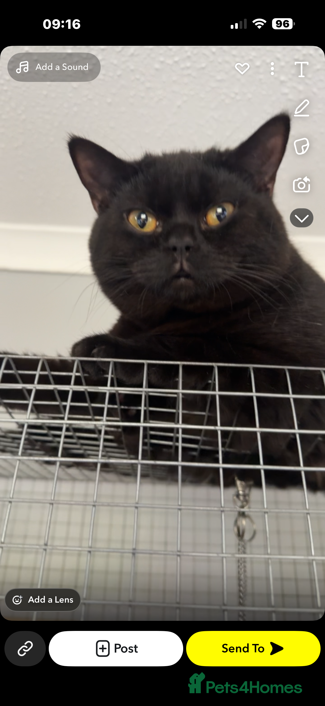 British Shorthair cats 🔮ORDER OF THE ONYX🔮 - Advert 2