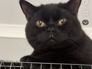 British Shorthair cats 🔮ORDER OF THE ONYX🔮 - Advert 2