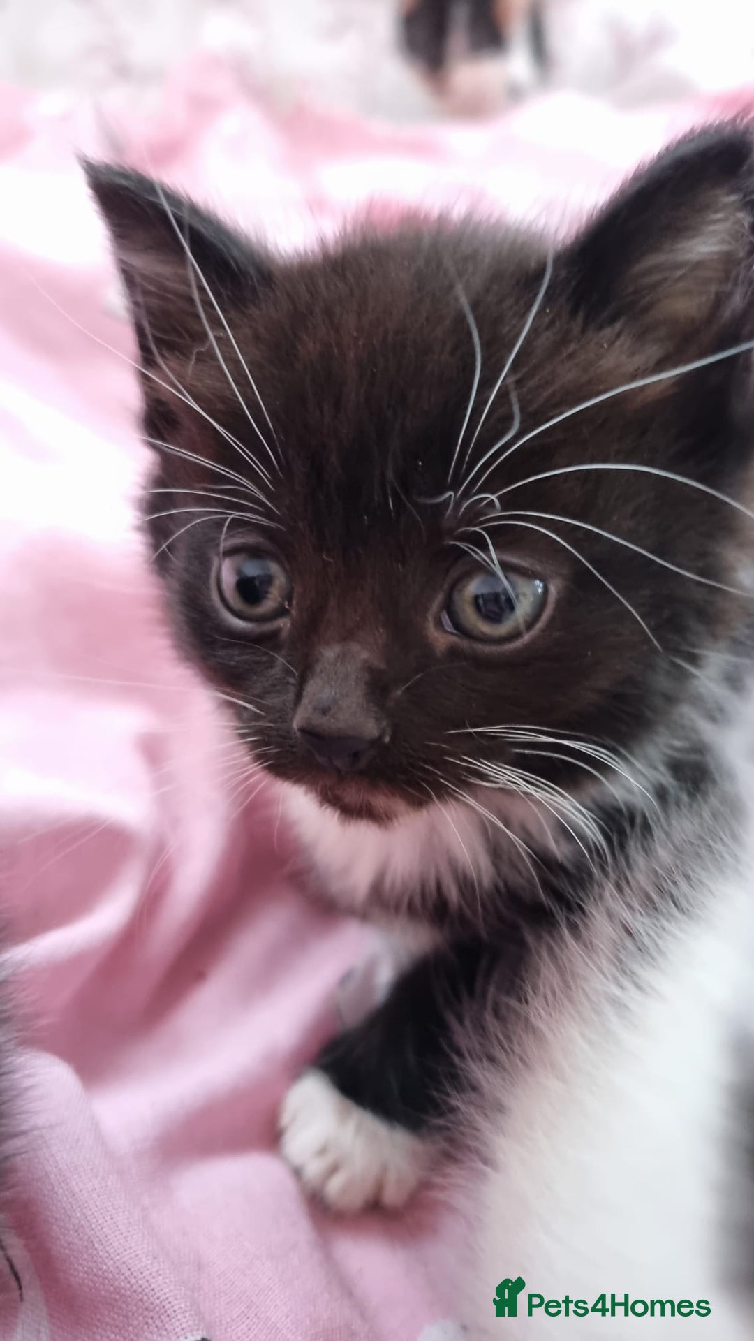 Mixed Breed cats for sale: 5 lovely kittens for sale😻 Ready from now  - Advert 3