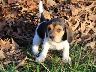 Beagle dogs Energetic Beagle - Advert 8