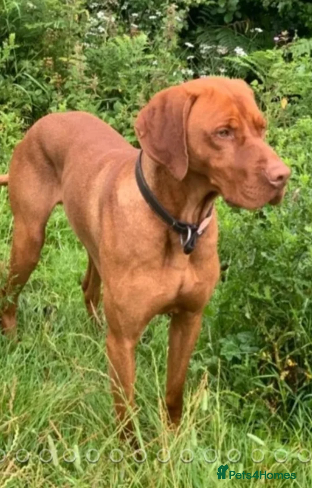 Hungarian Vizsla dogs for stud: Proven Hungarian championship blood line in Llantwit Major - Advert 3
