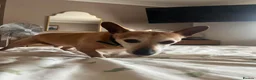 Jack Russell dogs for adoption: Chico - Watton Norfolk  in Thetford - Advert 15