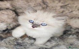 Ragdoll cats for sale: 4 Ragdoll Boys  - Image 10