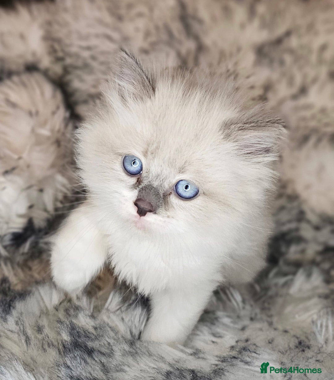 Ragdoll cats for sale: 4 Ragdoll Boys  - Image 10