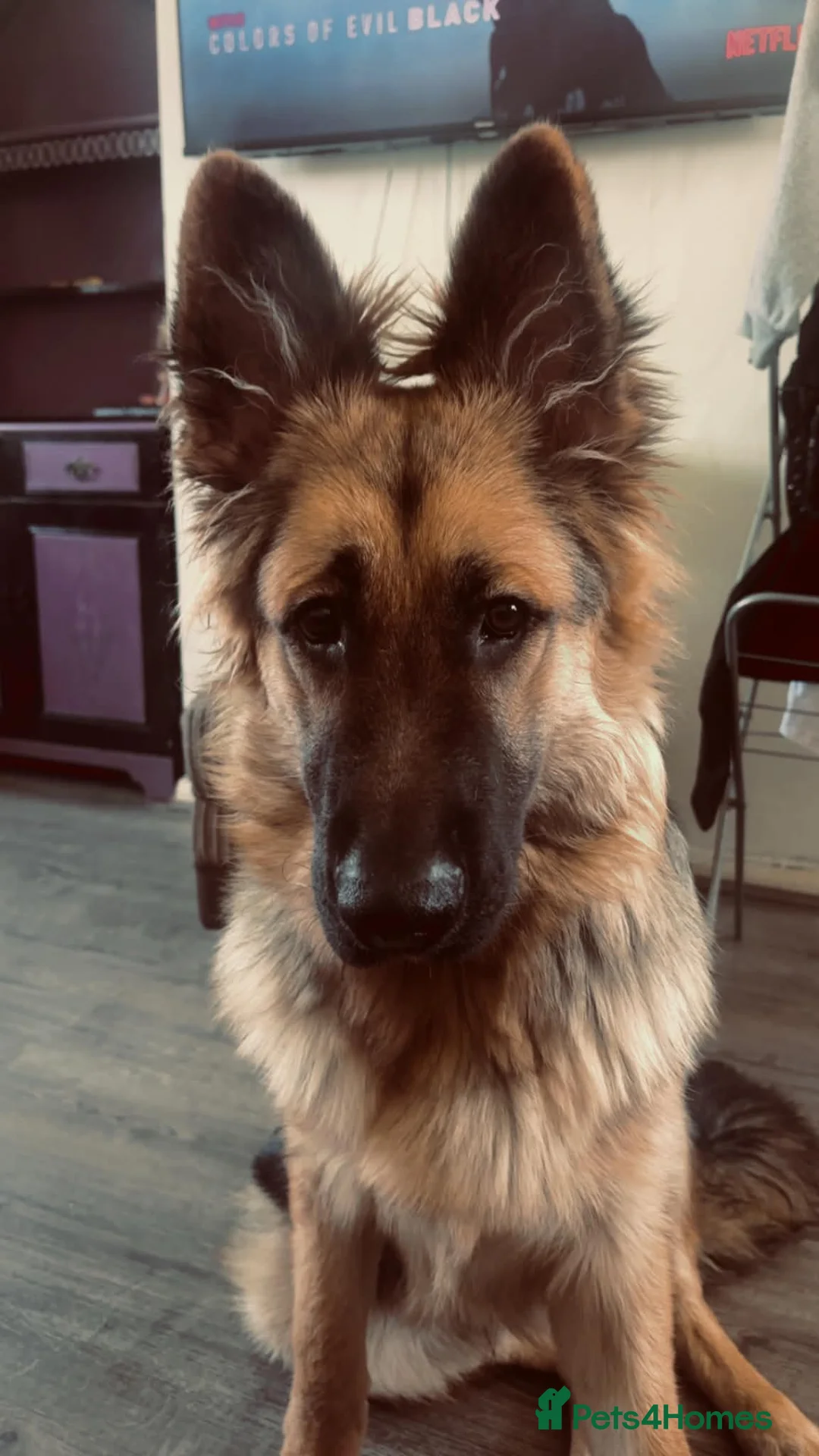German Shepherd dogs for sale: 7 month german shepherd male in Shrewsbury - Advert 2