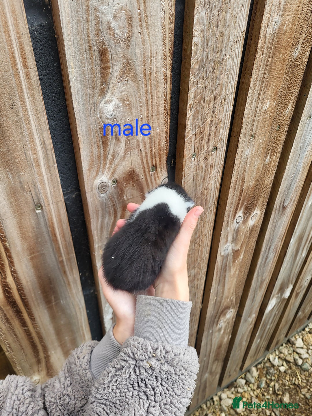 Mixed Breed cats for sale: Black and white farm bred kittens  - Image 2