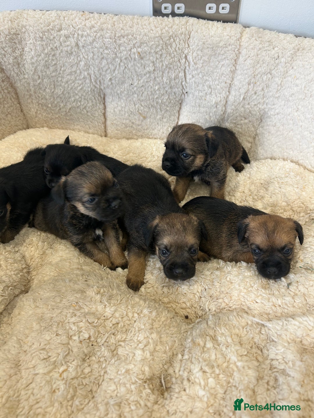 Border Terrier dogs for sale: Slem clear Kc registered Border terrier puppies - Advert 9