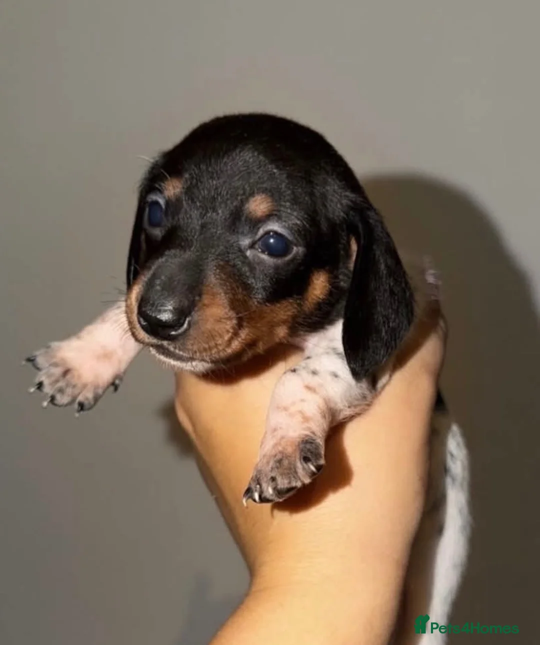 Miniature Dachshund dogs for sale: One beautiful little dachshund girl available… in Stevenston - Advert 2