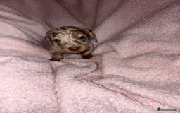 Dachshund dogs for sale: Isabelle and tan dachshund pups  - Image 5