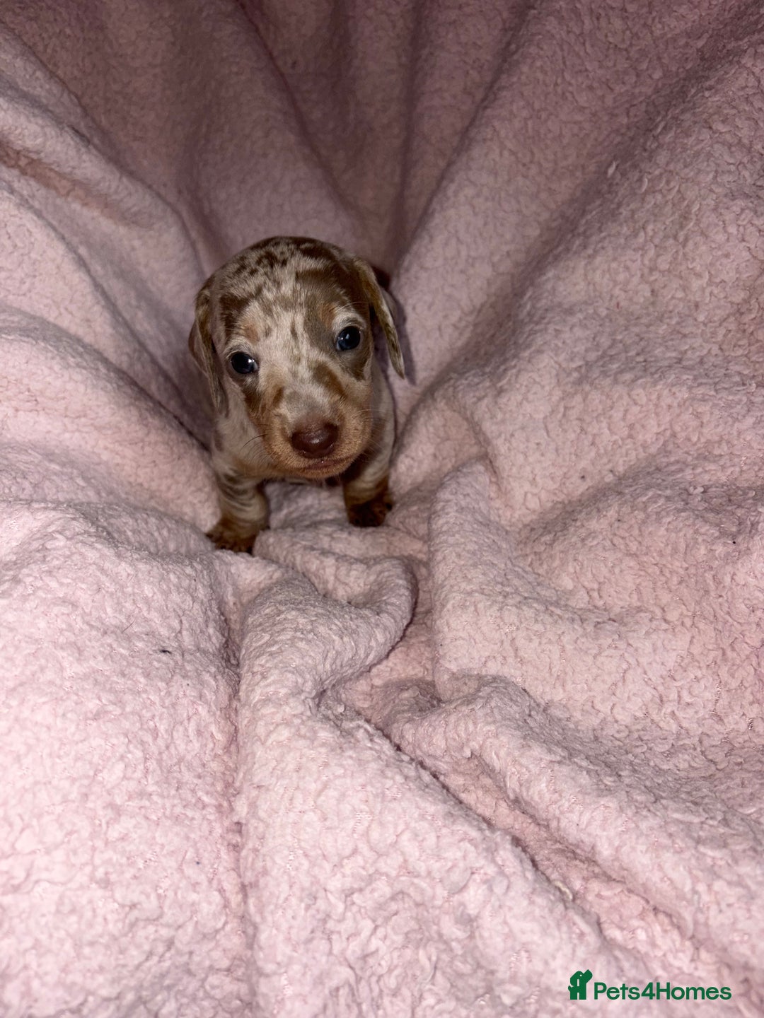 Dachshund dogs for sale: Isabelle and tan dachshund pups  - Image 5