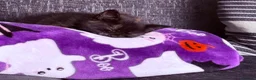 Domestic Shorthair cats for sale: Tortie Kitten For Sale - Advert 5