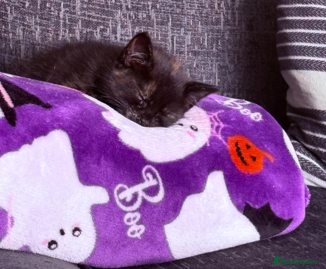Domestic Shorthair cats for sale: Tortie Kitten For Sale - Advert 5