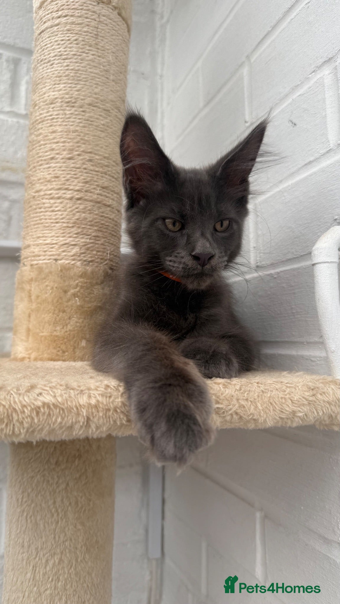 Maine Coon cats 🐾 READY NOW 🐾 TICA/ GCCF Maine Coon kittens 👑  - Advert 5
