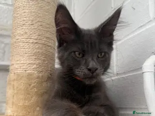 Maine Coon cats 🐾 READY NOW 🐾 TICA/ GCCF Maine Coon kittens 👑 - Advert 5