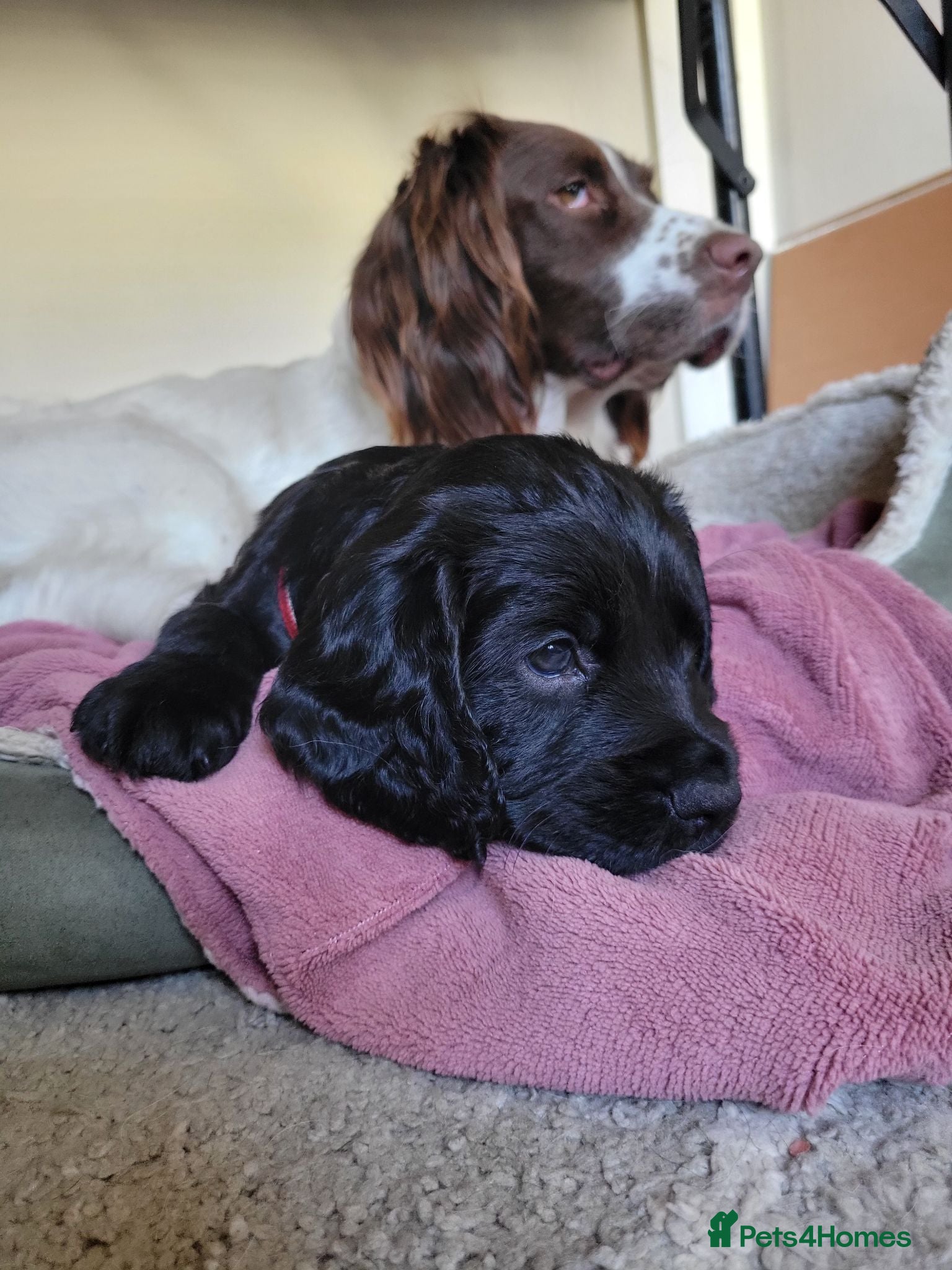 Sprocker dogs Beautiful, healthy Spaniel puppies. - Advert 5