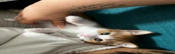 American Shorthair cats for sale: Beautiful Kittens ready to leave  - Advert 2