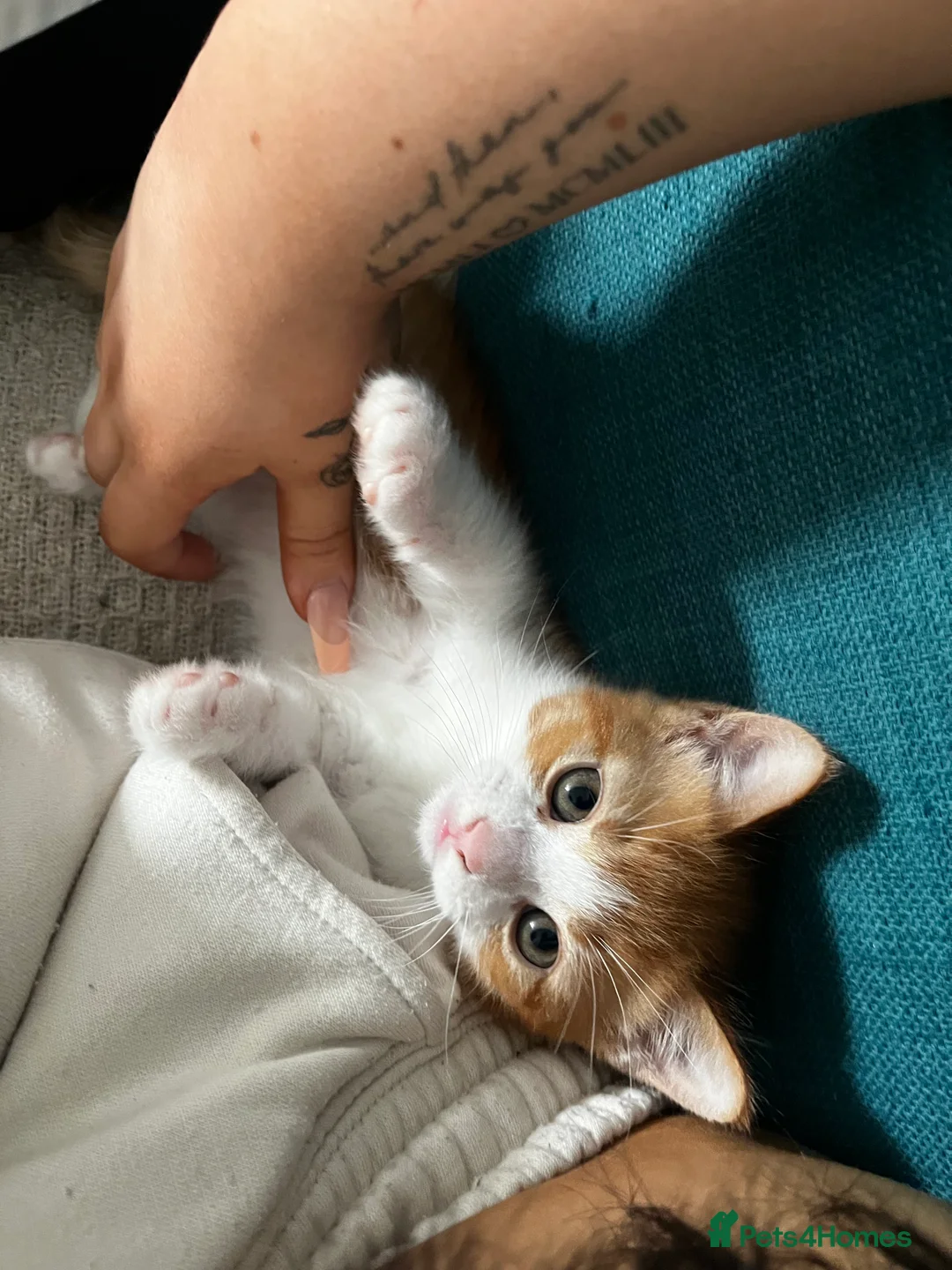 American Shorthair cats for sale: Beautiful Kittens ready to leave  - Advert 2