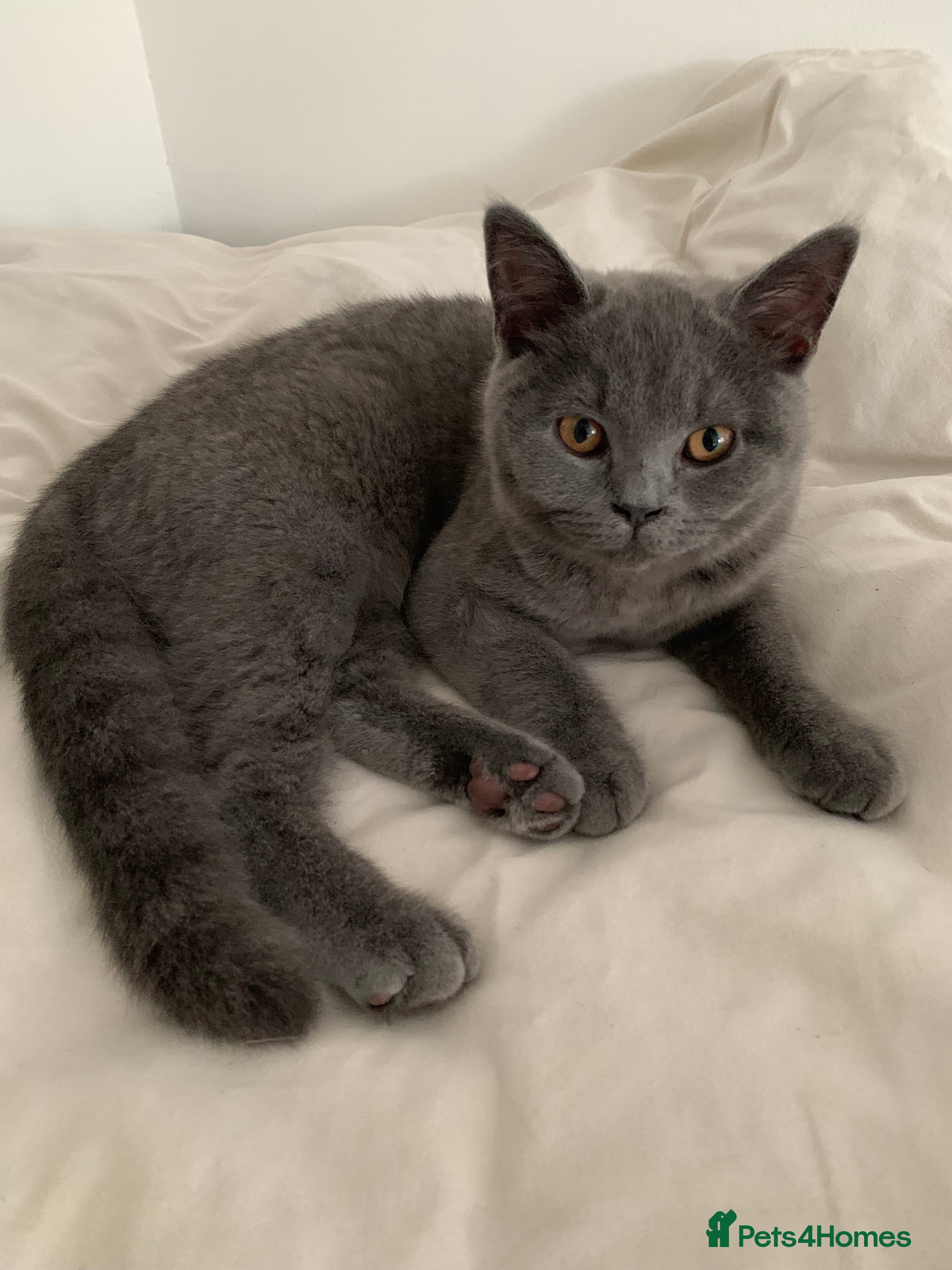 British Shorthair cats British Shorthair Blue Kittens 💛 Raised with Love - Advert 4
